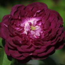 CARDINAL DE RICHELIEU