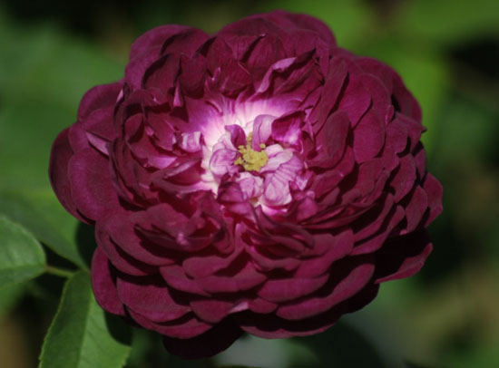 CARDINAL DE RICHELIEU