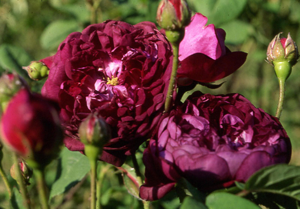 CARDINAL DE RICHELIEU