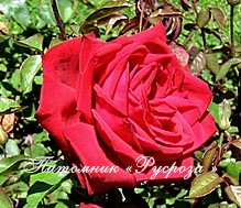 BURGUND (KORGUND) ШТ 80-90