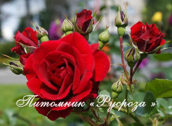 BURGUND (KORGUND) ШТ 80-90