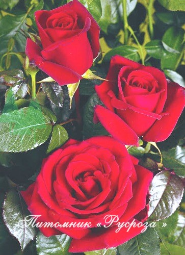 BURGUND (KORGUND) ШТ 80-90