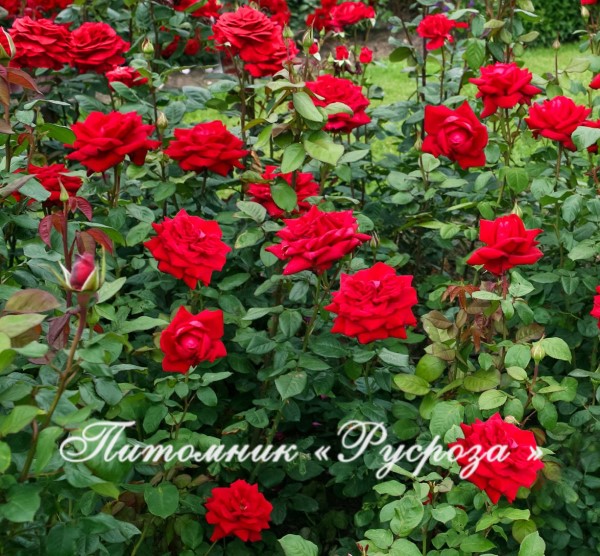 BURGUND (KORGUND) ШТ 80-90