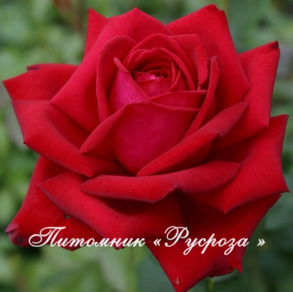 BURGUND (KORGUND) ШТ 80-90