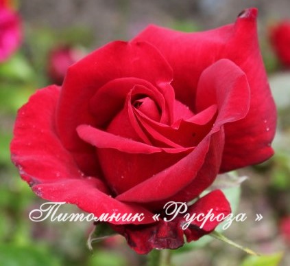 BURGUND (KORGUND) ШТ 80-90