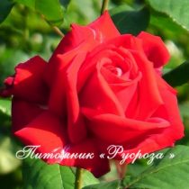 BURGUND (KORGUND) ШТ 80-90