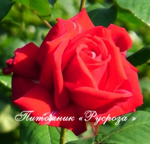 BURGUND (KORGUND) ШТ 80-90