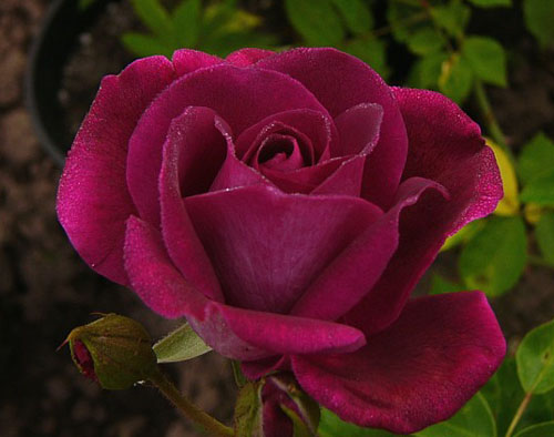 BURGUNDY ICE ШТ 100-110