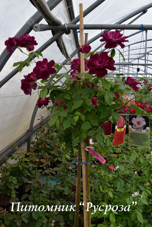 BURGUNDY ICE ШТ 100-110