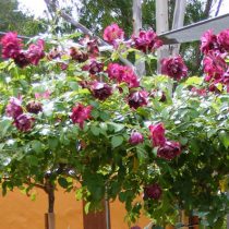 BURGUNDY ICE ШТ 100-110