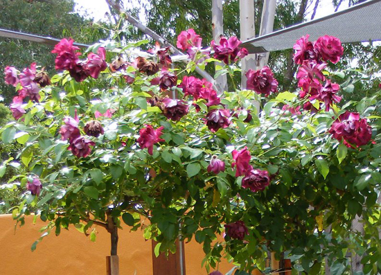 BURGUNDY ICE ШТ 100-110