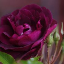 BURGUNDY ICE ШТ 80-90