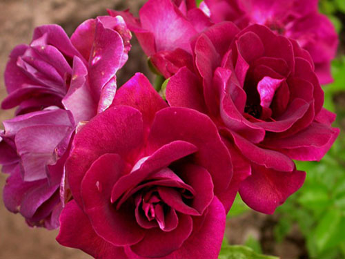 BURGUNDY ICE ШТ 80-90