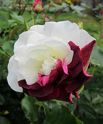 BURGUNDY ICE ШТ 80-90