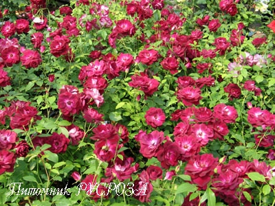 BURGUNDY ICE ШТ 80-90