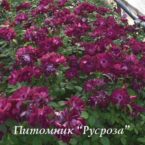 BURGUNDY ICE ШТ 80-90