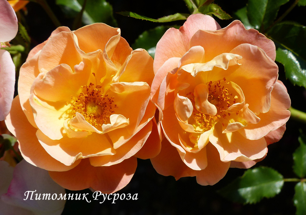 CALISIA (SEDANA) ШТ 90-110