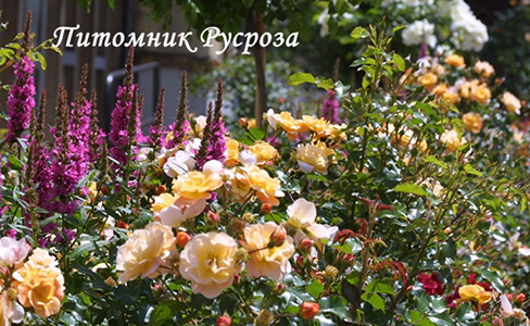 CALISIA (SEDANA) ШТ 90-110