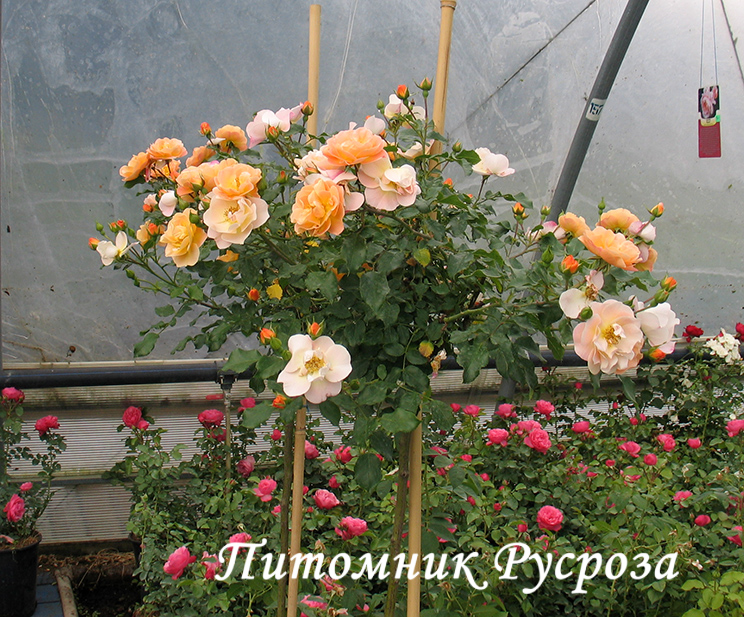 CALISIA (SEDANA) ШТ 170