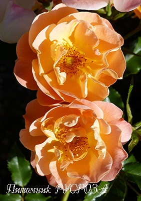 CALISIA (SEDANA) ШТ 170