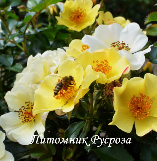 BEE GOLD
