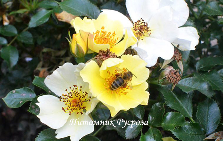 BEE GOLD