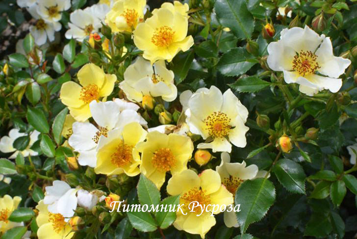 BEE GOLD