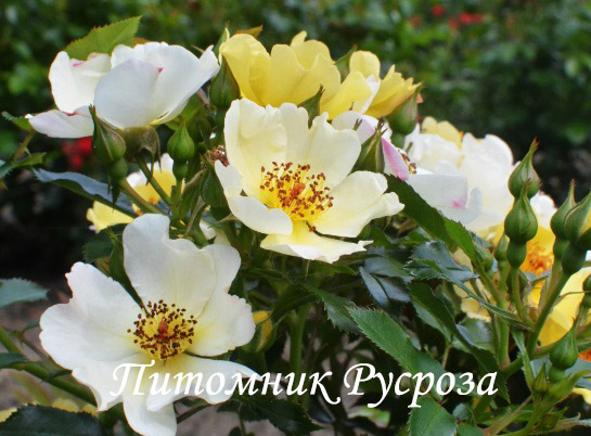 BEE GOLD