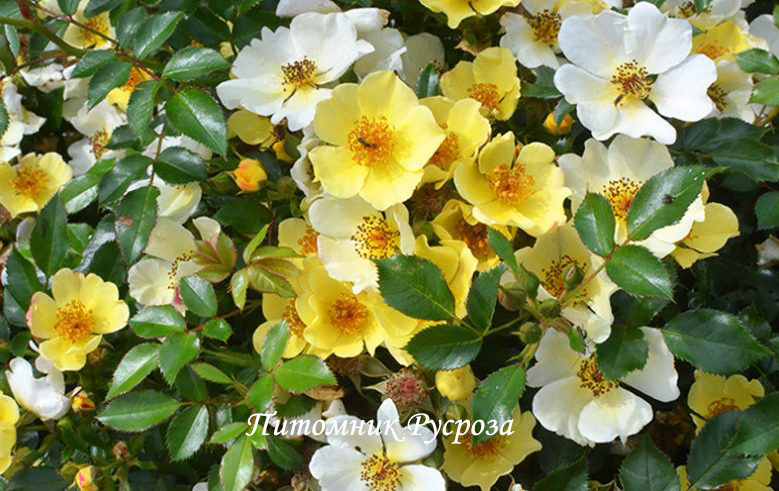 BEE GOLD