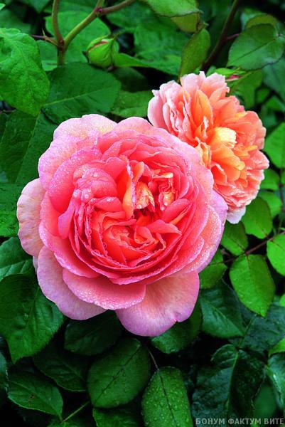 ABRAHAM DARBY