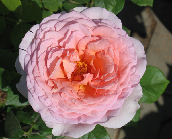 ABRAHAM DARBY