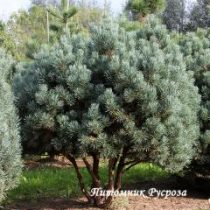 Сосна обыкновенная 