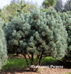 Сосна обыкновенная 