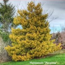 Сосна обыкновенная 