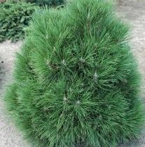 Сосна чёрная 