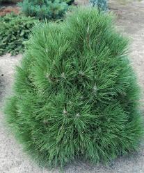 Сосна чёрная 