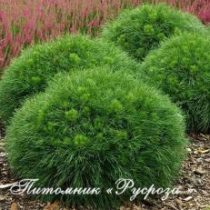 Сосна чёрная 