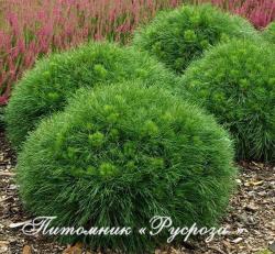 Сосна чёрная 