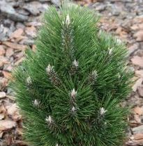 Сосна чёрная 