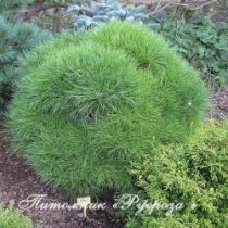 Сосна чёрная 