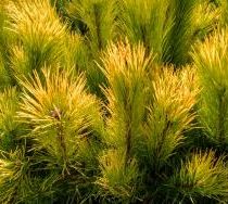 Сосна чёрная 