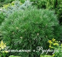 Сосна чёрная 