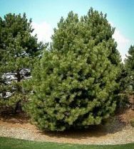 Сосна чёрная 40-80