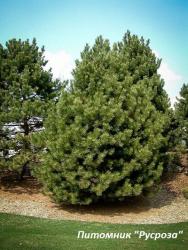 Сосна чёрная 100-150