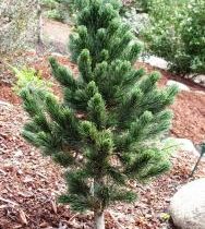 Сосна остистая 120-130