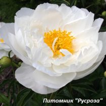 Пион 'MISS AMERICA