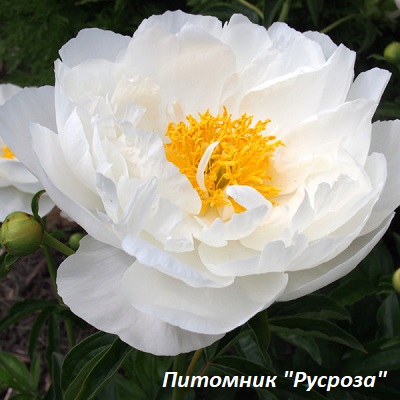 Пион 'MISS AMERICA