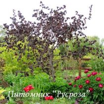 Лещина штамбовая 