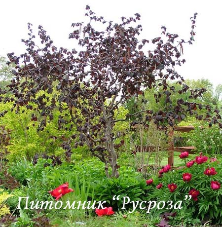 Лещина штамбовая 