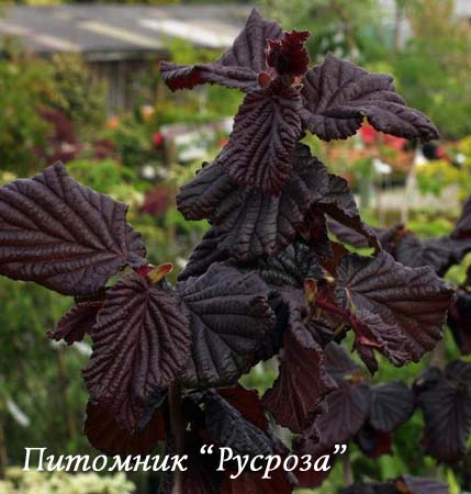 Лещина штамбовая 